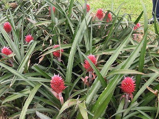 PICT0012.jpg