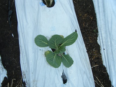 _82_AB_82_E1_82_D7_82_C2DSCF1113.jpg
