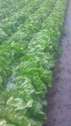 200908061455001.jpg