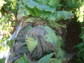 C_82_83.jpg