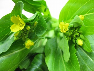 miniIMG_2516.jpg