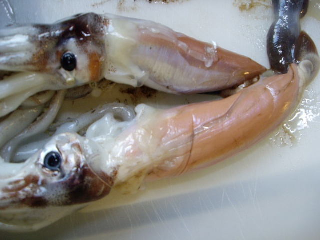 IMGP1142.jpg