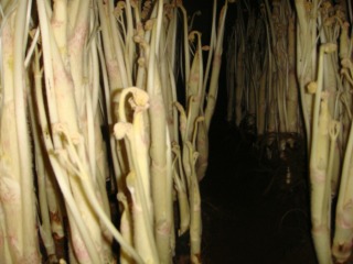 _90_7B_8D_E8_94__89_80_023.jpg