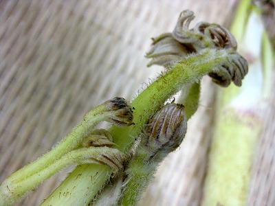 IMG_2591_edited.jpg