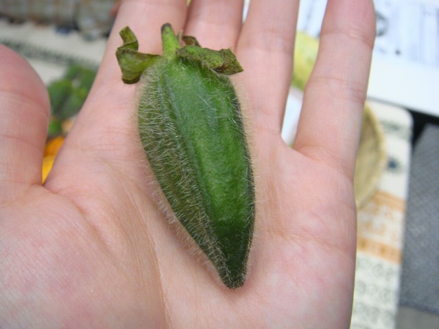 DSC02005.jpg