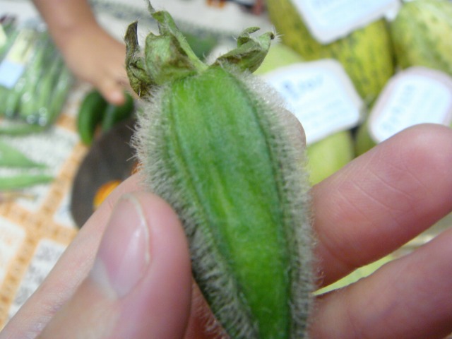 DSC02007.jpg