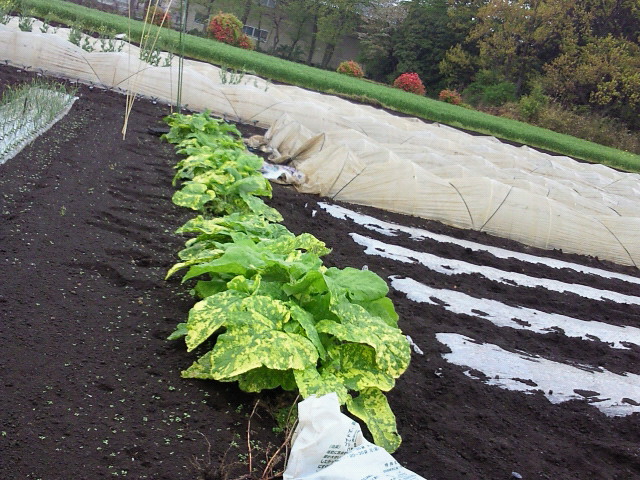 201004221200001.jpg