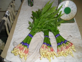 b_91_A9.jpg
