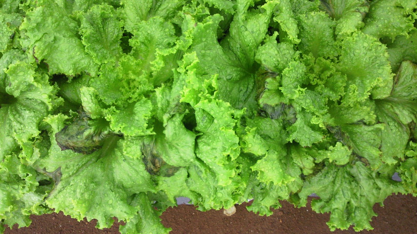 NEC_0022.JPG