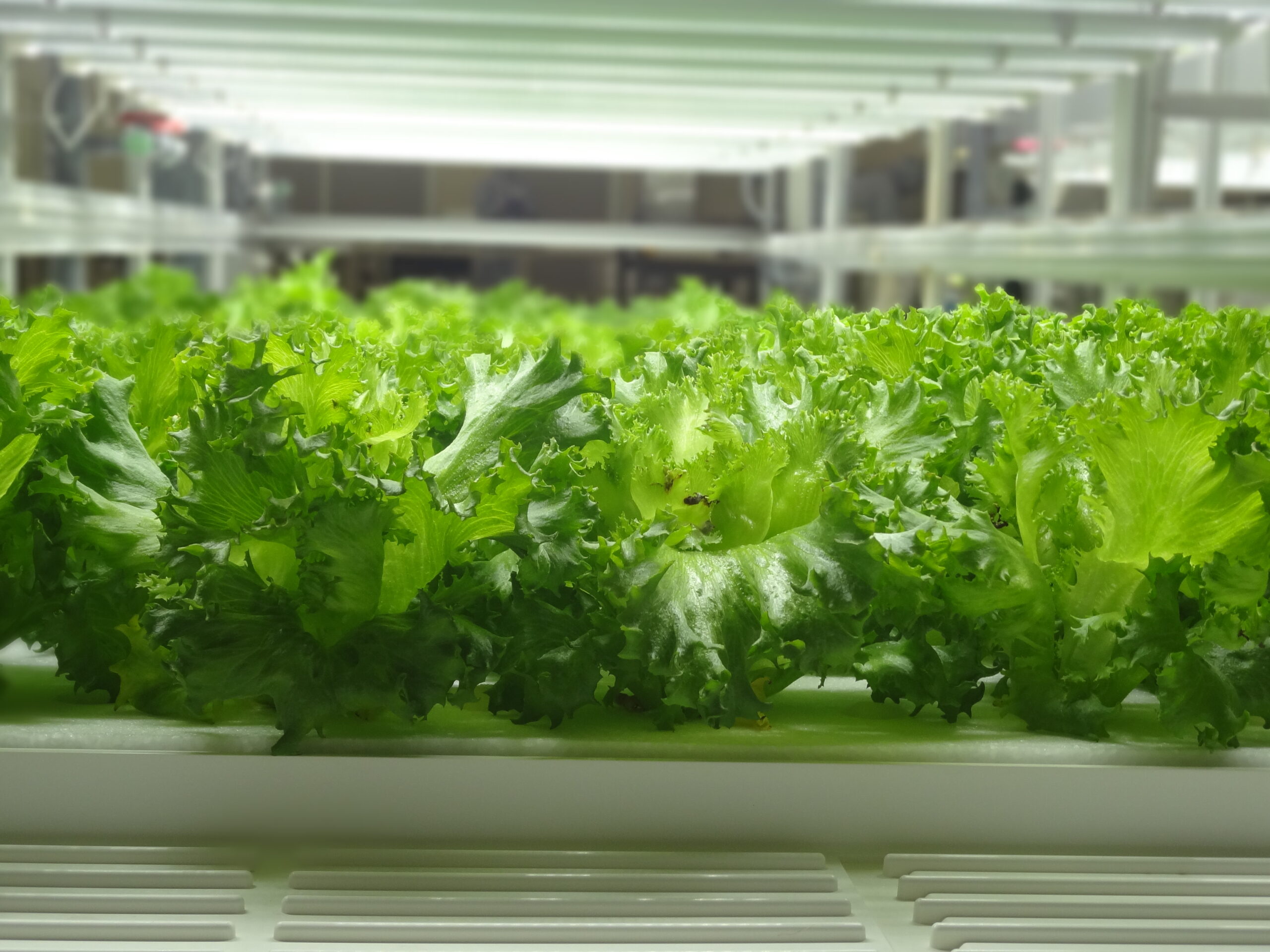 100年企業の野菜工場！ - 株式会社まつの