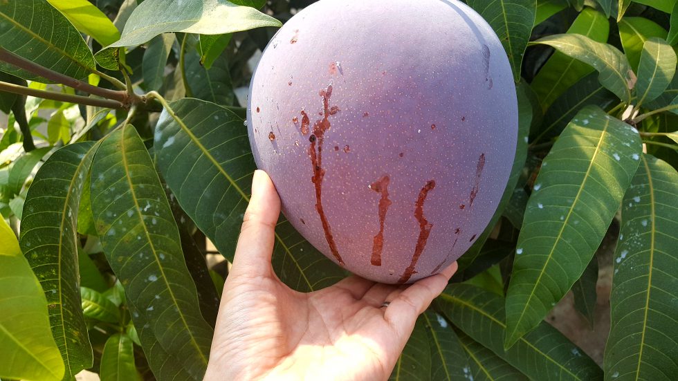 驚き！幻と呼ばれる「レッドキーツマンゴー」 - 株式会社まつの