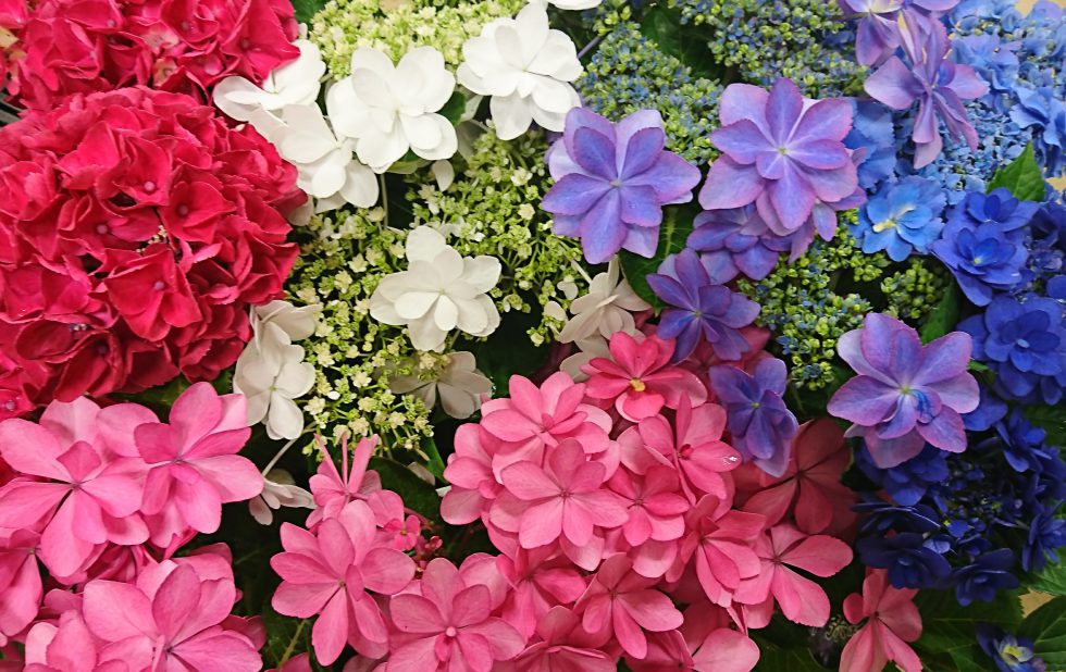 梅雨のシーズンを鮮やかに彩る「紫陽花」 - 株式会社まつの