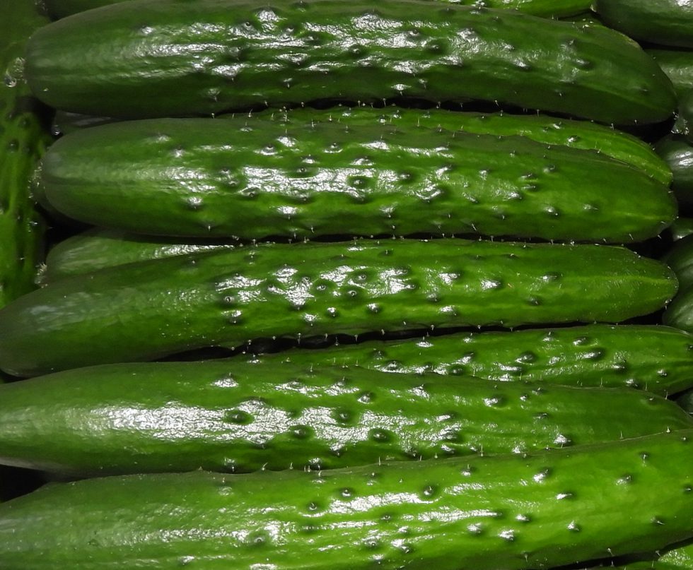 鮮度抜群！「みやざきワンタッチきゅうり」 - 株式会社まつの