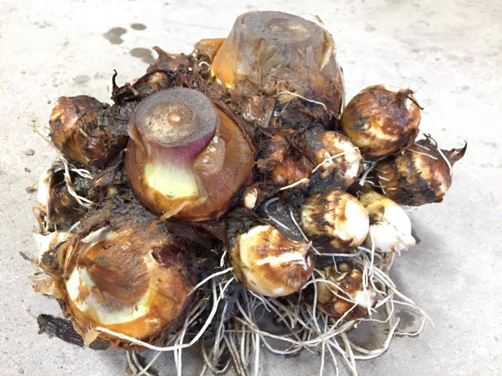 極上品の海老芋～親芋・子芋・孫芋の全貌～ - 株式会社まつの