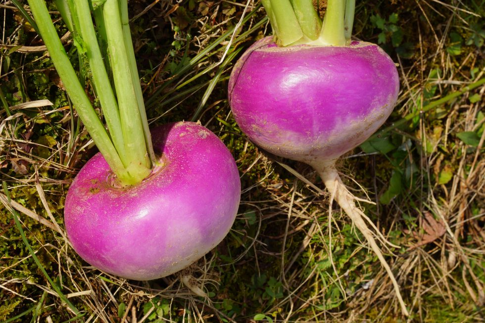 オロチ退治伝説に由来する伝統野菜「戸矢かぶ」 - 株式会社まつの
