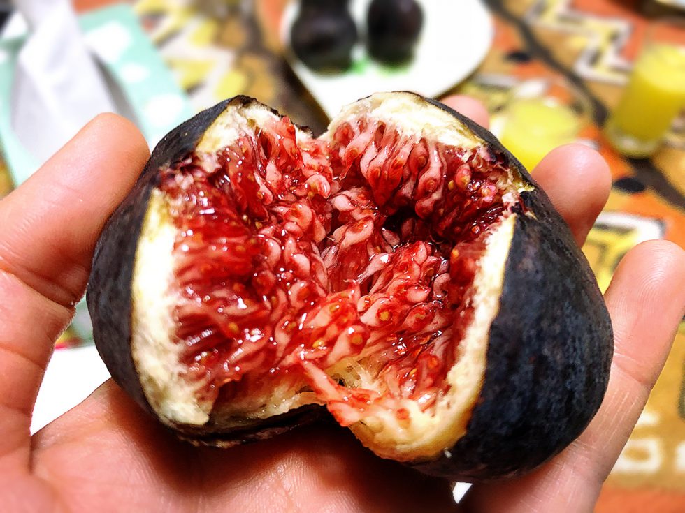 totsuo イチジク いちじく 結実確認済 じぃじの いちじく【とよみつひめ】約1kg 【2025年8月上旬～10月下旬