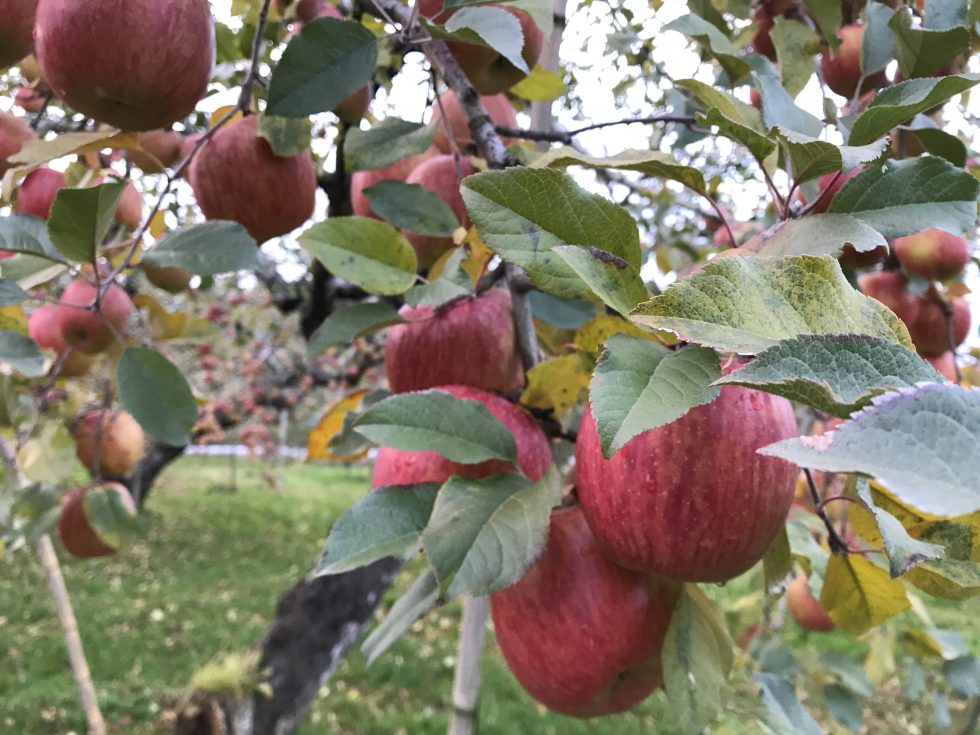リンゴ JA松本ハイランド、長野産・機能性表示食品のリンゴ販売 - 日本経済新聞
