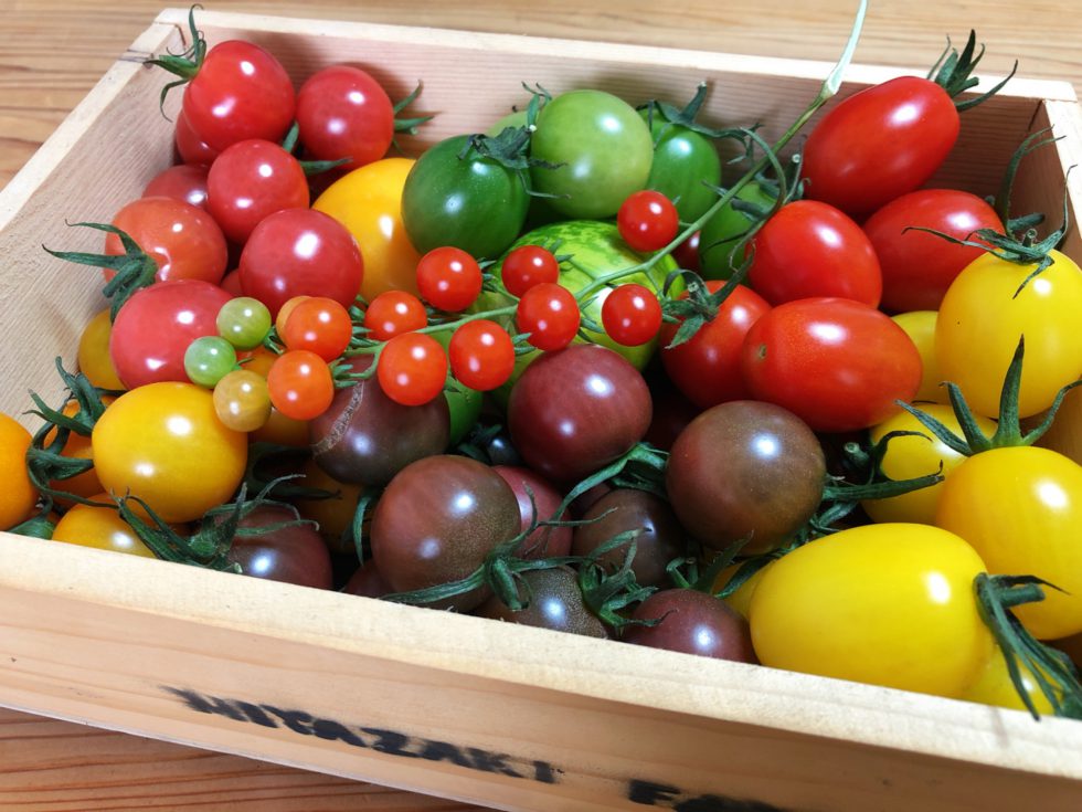 ミヤザキファーム「宝石とまと」に夢中！ - 株式会社まつの