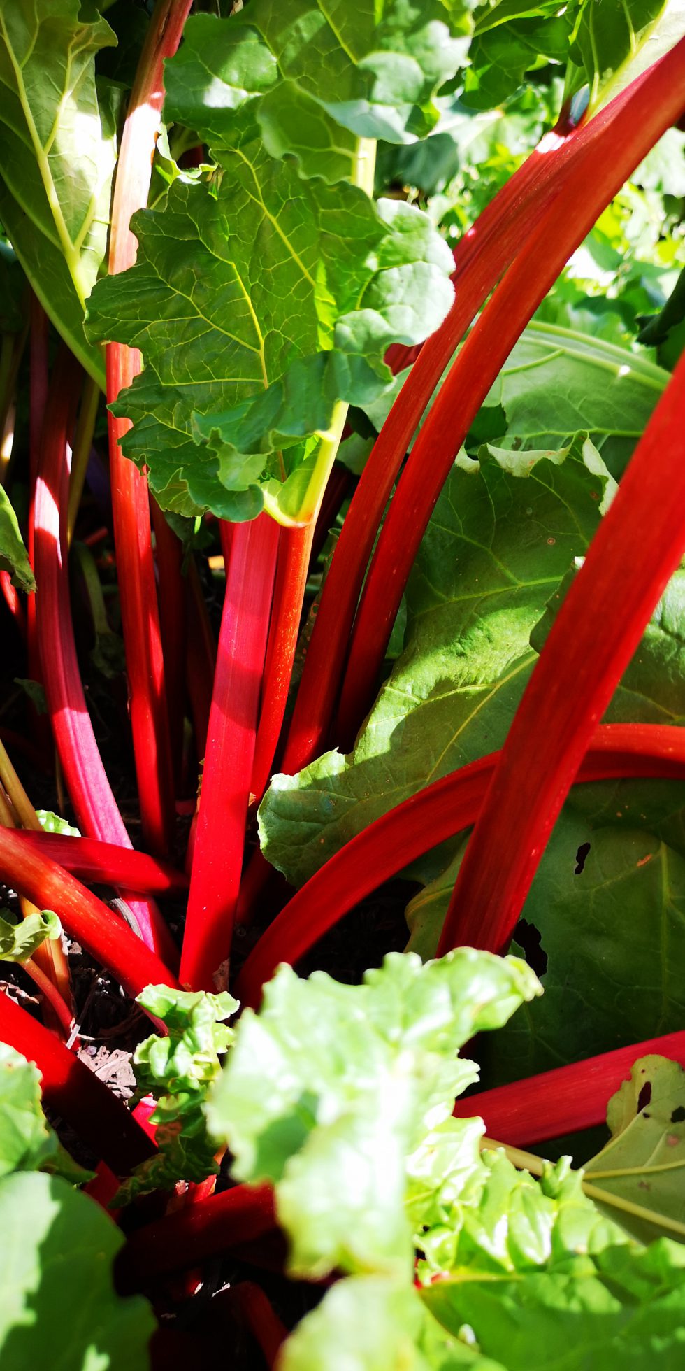 ルビー色に輝く高原野菜「赤ルバーブ」 - 株式会社まつの