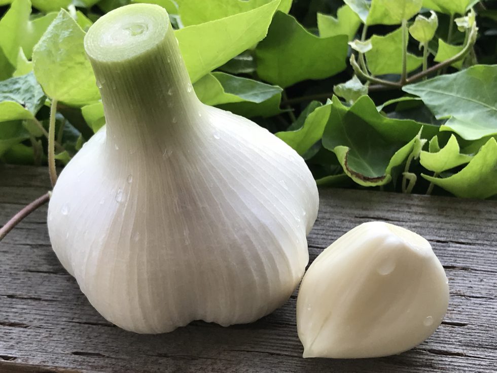 ジューシーな新にんにくの季節到来！ - 株式会社まつの