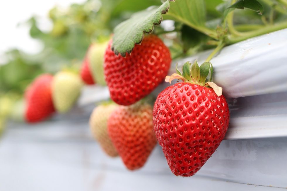 記憶に残る絶品いちご！由仁町「はた農園」さちのか - 株式会社まつの