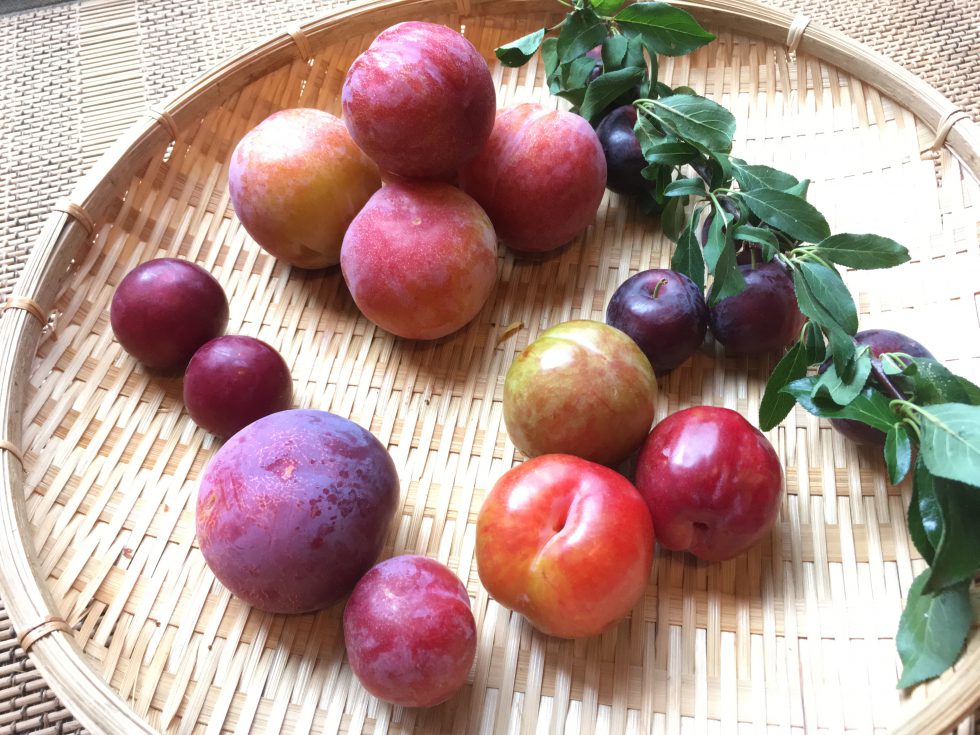 カラフルで魅力的！個性あふれる「すもも」 - 株式会社まつの