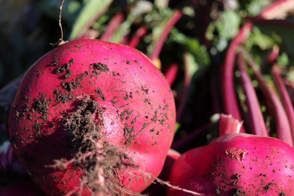 伝統の味を受け継ぐ「函館亀田の赤かぶ」 - 株式会社まつの
