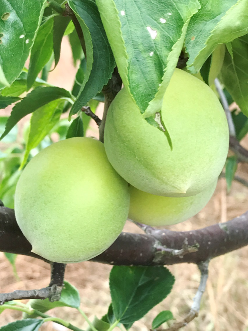 京都城陽青谷の香り高い希少梅「城州白」 - 株式会社まつの