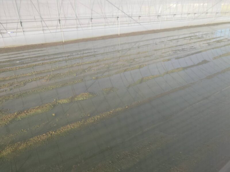 まつの・2026秋野菜への影響