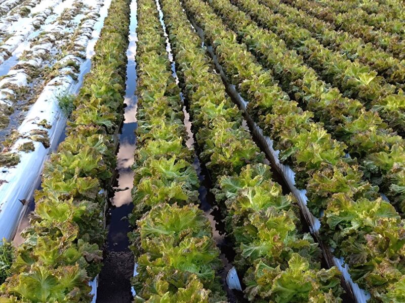 まつの・2026秋野菜への影響