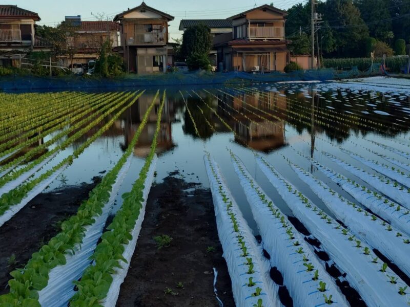 まつの・2026秋野菜への影響