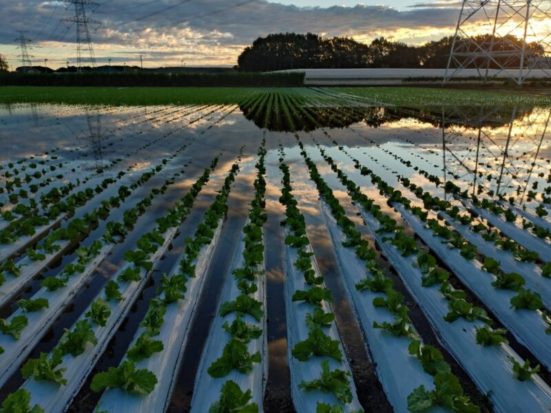 まつの・2026秋野菜への影響