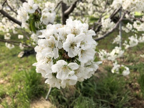 さくらんぼの花