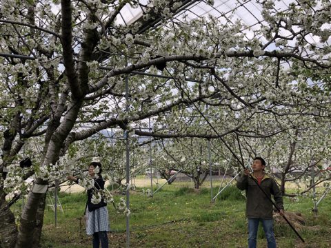 さくらんぼの授粉