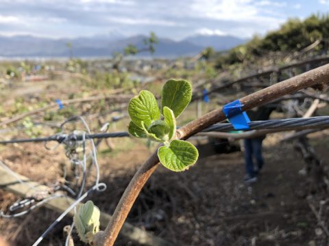 キウイの雌花の芽