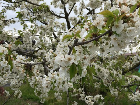 さくらんぼの花