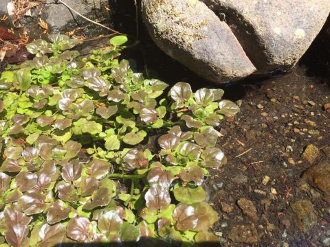 水辺のクレソン