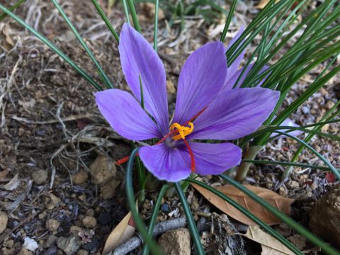 サフランの花