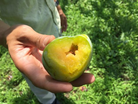 食べかけケルシー