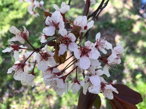 ハリウッドの花