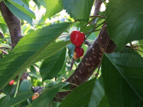 鳥に食われたさくらんぼ