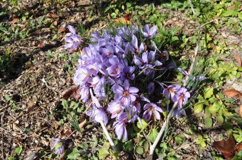 黄金色の素 サフラン のお花見はいかが 株式会社まつの