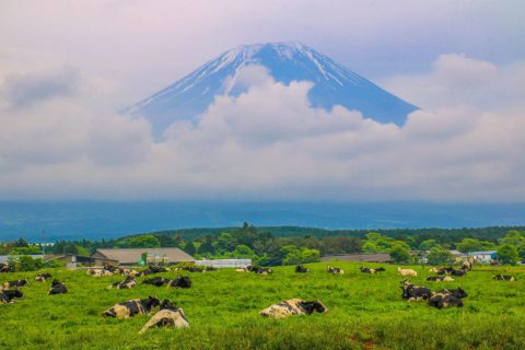 朝霧高原からの富士山