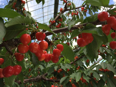 食べ頃さくらんぼ