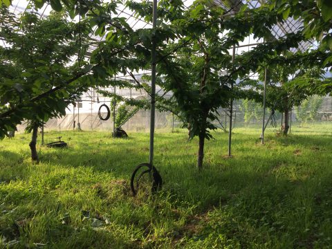 草取りしやすい木