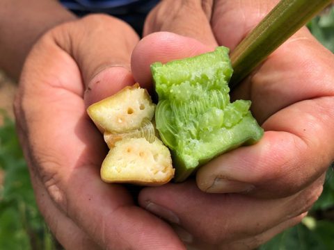 穴の開いたルバーブの茎