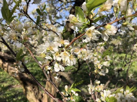 貴陽の花