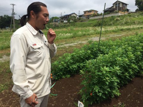 キヌアの葉実食