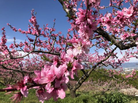 桃の花