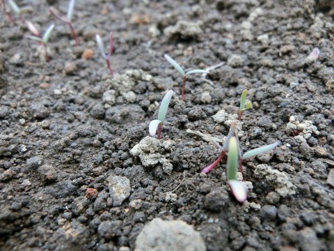 発芽したキヌア